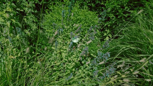 Auf dem Weg zur Weide.