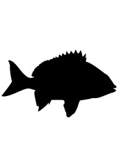 Fresh Water Fish | Aquatic Animal | Salt Water Fish | Fishing Outdoor | Fish Market | Wild Animal | Lake Fishing | Fishing Vibe | Original Illustration | Vector and Clipart | Cutfile and Stencil