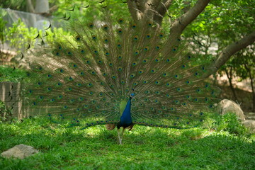 Obraz premium 화려한 깃털과 아름다운 구애동작을 보여주는 수컷 꿩과 조류동물 공작새