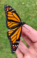 Monarch butterfly on hand