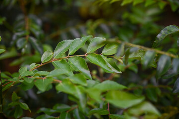 Fresh Curry Leaves on a plant, curry leaf plant 