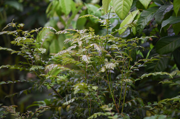 Fresh Curry Leaves on a plant, curry leaf plant 