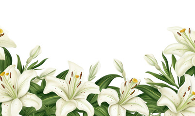 PNG Lily backgrounds flower plant.