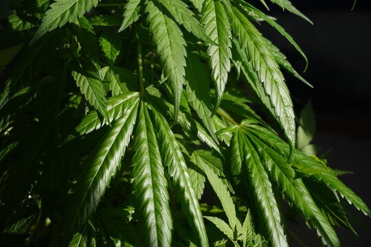 marijuana plants in sunshine