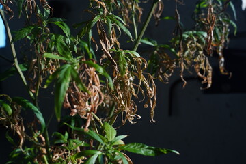 dried marijuana on a plant