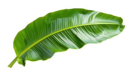 Banana Leaf Isolated on Transparent Background