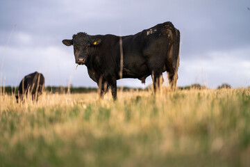 Beef cows and calves grazing on grass in a free range field, in Australia. eating hay and silage....