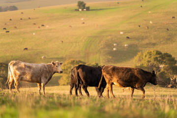 Beef cows and calves grazing on grass in a free range field, in Australia. eating hay and silage....