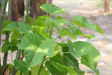 Obraz premium The leaves of the jatropha plant or 