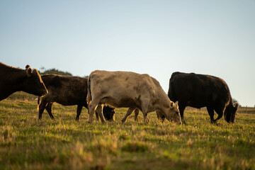 Cows in a field on a farm in spring on green field