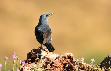 roquero solitario en el campo en primavera