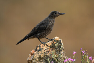 roquero solitario en el campo en primavera