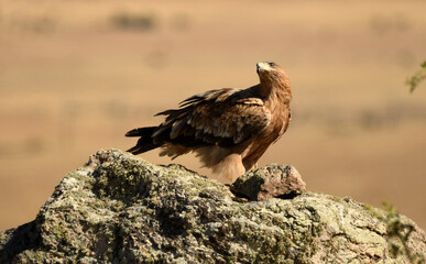 aguila imperial en el campo