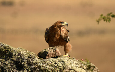 aguila imperial en el campo