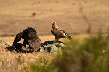 aguila imperial en el campo