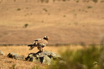 aguila imperial en el campo