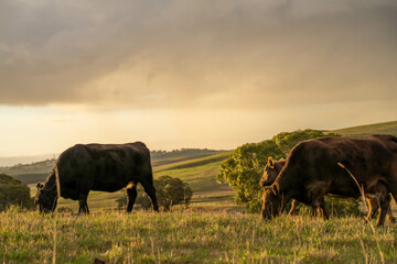 beautiful cattle in Australia  eating grass, grazing on pasture. Herd of cows free range beef being regenerative raised on an agricultural farm. Sustainable farming in australia