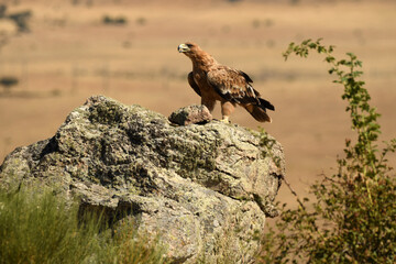 aguila imperial en el campo