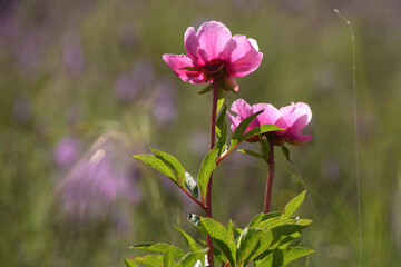 Fototapeta premium peonias en el campo en primavera