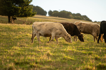 Beef cows and calves grazing on grass in a free range field, in Australia. eating hay and silage. breeds include murray grey, angus and wagyu