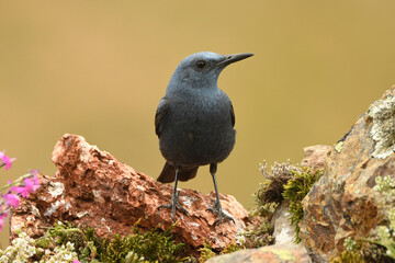 roquero solitario en el campo en primavera