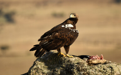 aguila imperial en el campo