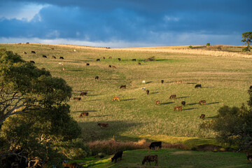 Fototapeta premium Stud Angus, wagyu, Murray grey, Dairy and beef Cows and Bulls grazing on grass and pasture in a field. The animals are organic and free range, being grown on an agricultural farm in Australia.