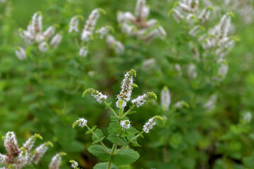 アップルミントの花