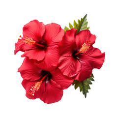 Red Hibiscus Flowers with Green Leaves