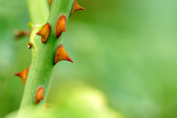 rose thorns on the stem close-up, green background , dangerous abstraction 