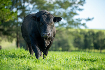 Fototapeta premium Sustainable Agriculture Practices: Enhancing Ecosystems, Livelihoods, and Resilience through Holistic, Carbon-neutral Approaches grazing cows and bulls on pasture