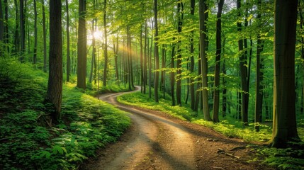 Fototapeta premium Green forest with tall trees, a winding path, sunlight filtering through the leaves