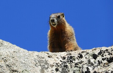 a yellow-bellied marmot  on a granite boulder on  a sunny summer day  along the upper straight creek trail in summit county near the eisenhower tunnel in the rocky mountains of colorado    