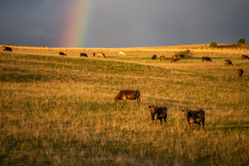 Beef cows and calves grazing on grass in a free range field, in Australia. eating hay and silage. breeds include murray grey, angus and wagyu