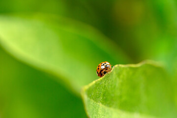 ladybug on green leaf, ladybug crawling along the edge of a leaf, green gradient background