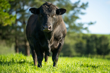 Stud Angus, wagyu, Murray grey, Dairy and beef Cows and Bulls grazing on grass and pasture in a field. The animals are organic and free range, being grown on an agricultural farm in Australia.