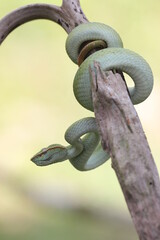 Obraz premium snake, viper snake, viper tropidolaemus subannulatus perched on a dry log