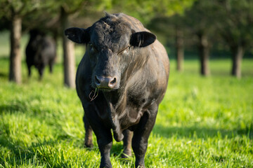 Beef cows and calves grazing on grass in a free range field, in Australia. eating hay and silage. breeds include murray grey, angus and wagyu
