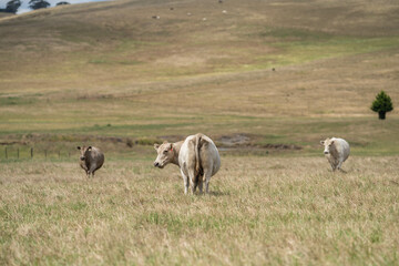 Beef cows and calves grazing on grass on a beef cattle farm in  Australia. breeds include murray...