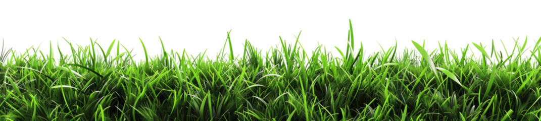 Obraz premium Green Lush Grass Isolated