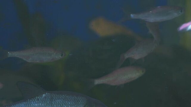 Young bream and roach swims in the aquarium. Freshwater river fish in an aquarium. Selective focus