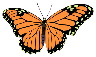 PNG  Monarch butterfly cartoon monarch insect.