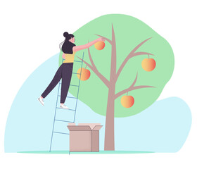 Fototapeta premium Woman harvesting apples from tree