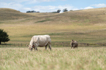 Beef cows and calves grazing on grass in a free range field, in Australia. eating hay and silage. breeds include murray grey, angus and wagyu
