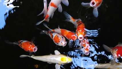 Close up of colorful Koi fishes or Japanese Koi carp swimming in the healthy lake. Koi open mouth...