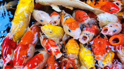 Top view of colorful koi fish or Japanese koi carp swimming in the lake. Koi finding food.