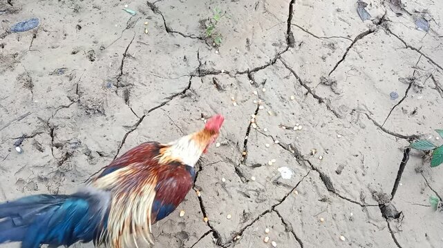 Three roosters are fighting over food. Domestic bird. Organic farming concept