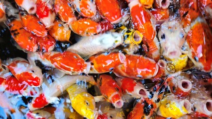 Top view of colorful koi fish or Japanese koi carp swimming in the lake. Koi finding food.