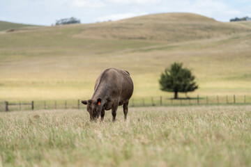 Fototapeta premium Stud Beef bulls and cows grazing on grass in a field, in Australia. breeds include speckle park, murray grey, angus, brangus and wagyu. beautiful farming landscape