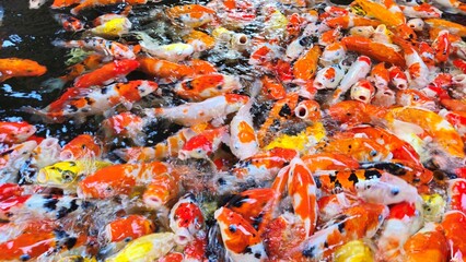 Top view of colorful koi fish or Japanese koi carp swimming in the lake. Koi finding food.